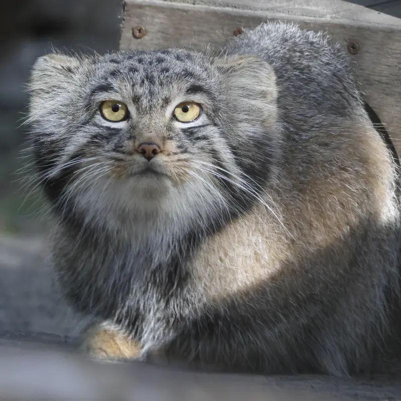 A photograph of Mensu in Novosibirsk Zoo