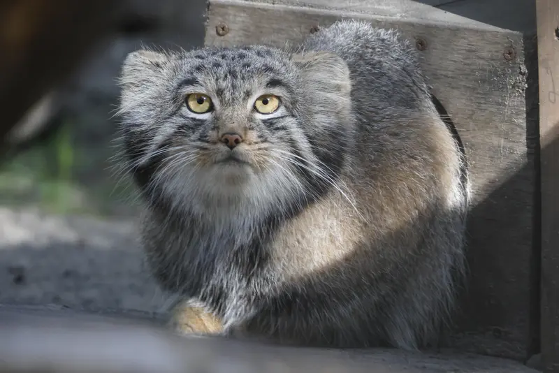 A photograph of Mensu in Novosibirsk Zoo