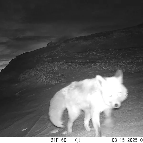 A photograph of Red fox from Bektauata 1 camera trap