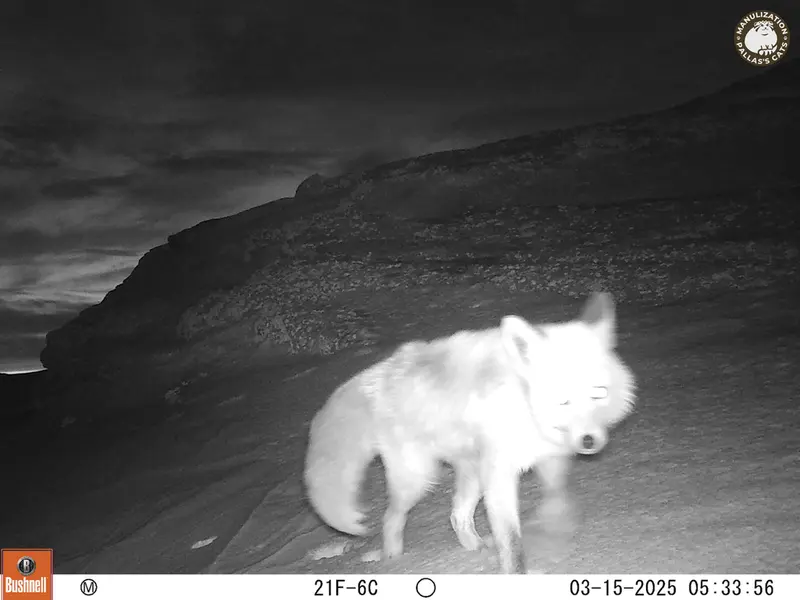 A photograph of Red fox from Bektauata 1 camera trap
