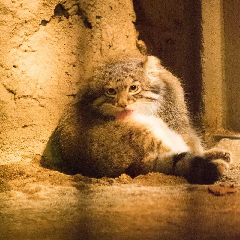A photograph of Figa in Nogeyama Zoo