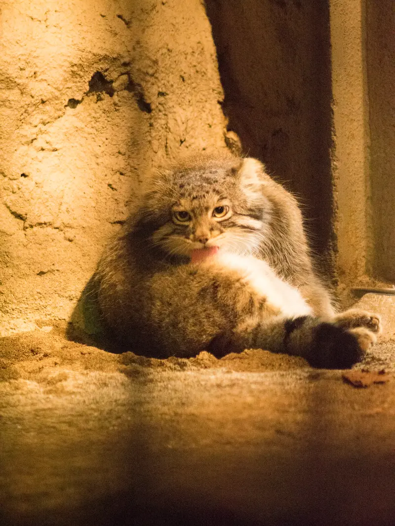 A photograph of Figa in Nogeyama Zoo
