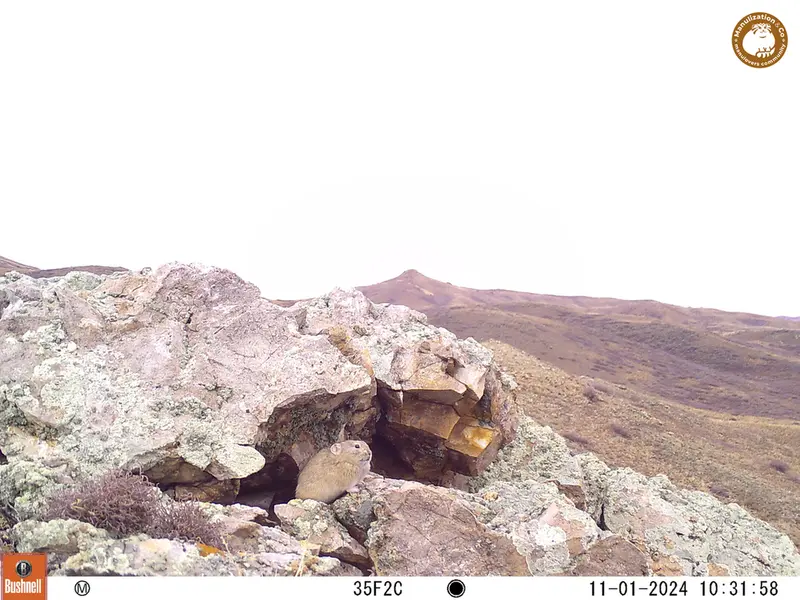 A photograph of Pika from Besshoky 1 camera trap