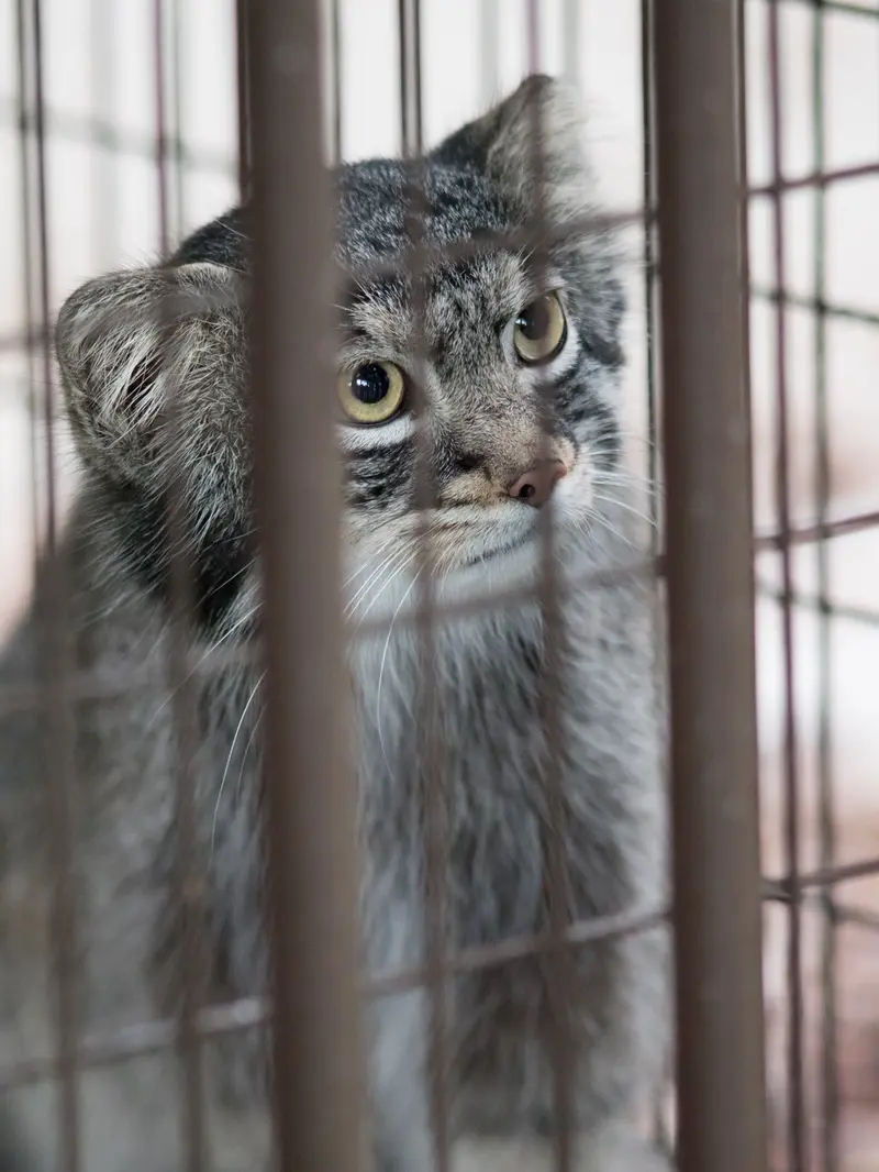 A photograph of Figa in Nogeyama Zoo