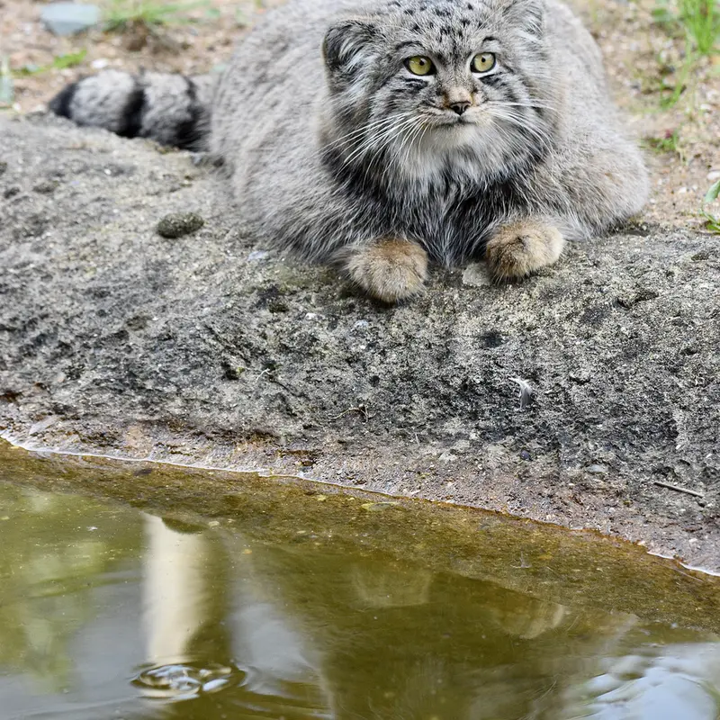 A photograph of Altai in Port Lympne Wild Animal Park