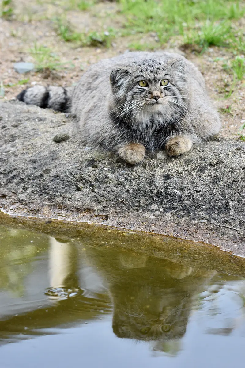 A photograph of Altai in Port Lympne Wild Animal Park