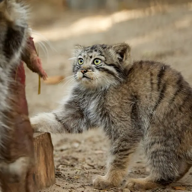 A photograph of Eve in Novosibirsk Zoo