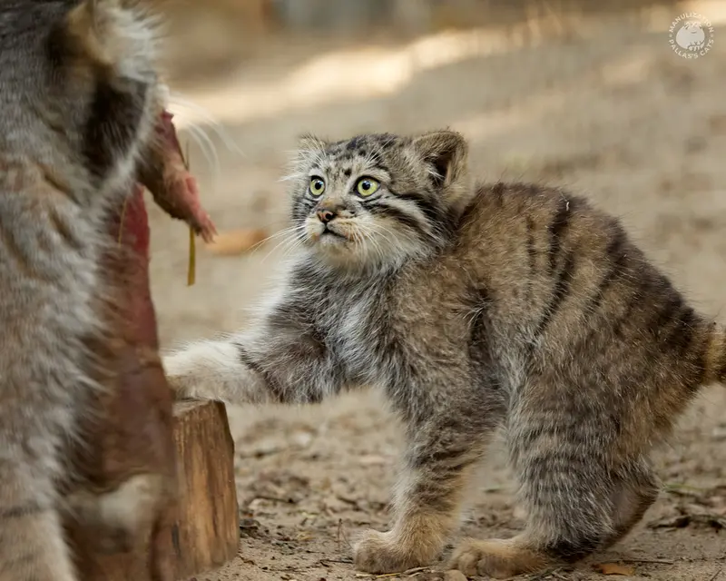 A photograph of Eve and Boris in Novosibirsk Zoo