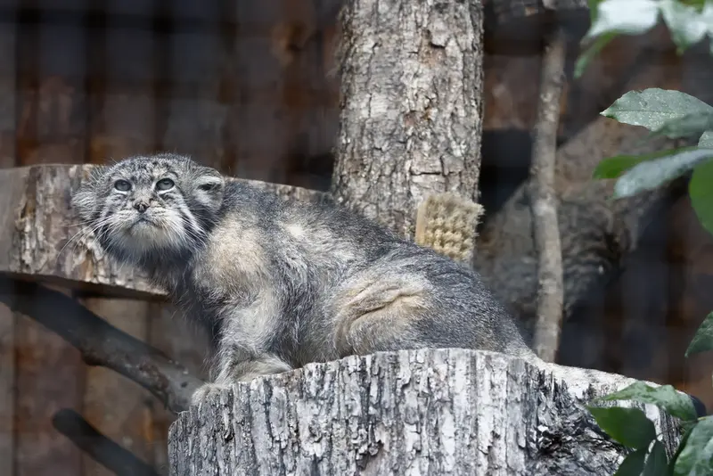 A photograph of Sven in Leningrad zoo