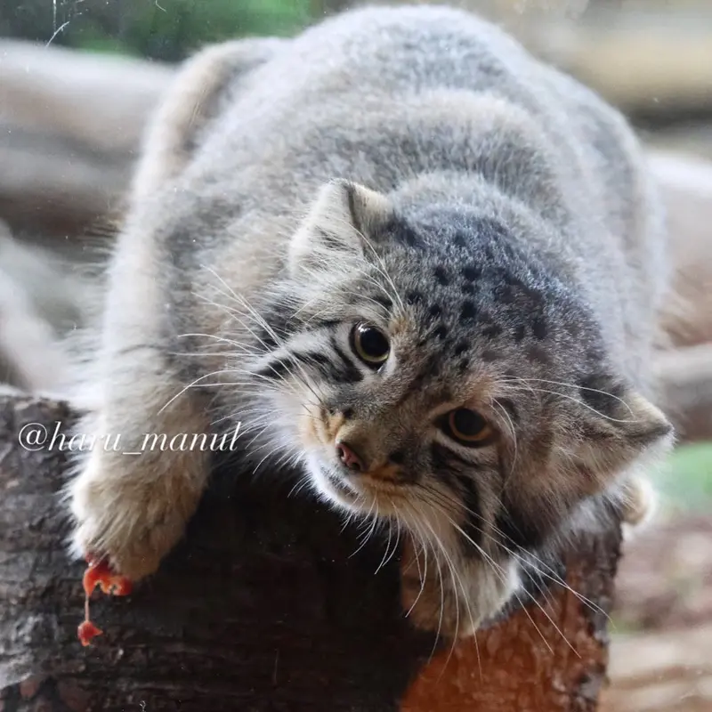 A photograph of Nagomu in Nasu Animal Kingdom