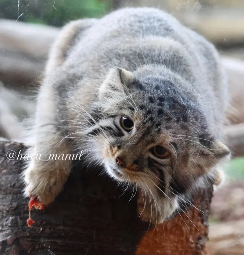 A photograph of Nagomu in Nasu Animal Kingdom