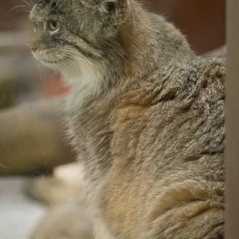 A photograph of Primula in Ueno Zoological Gardens