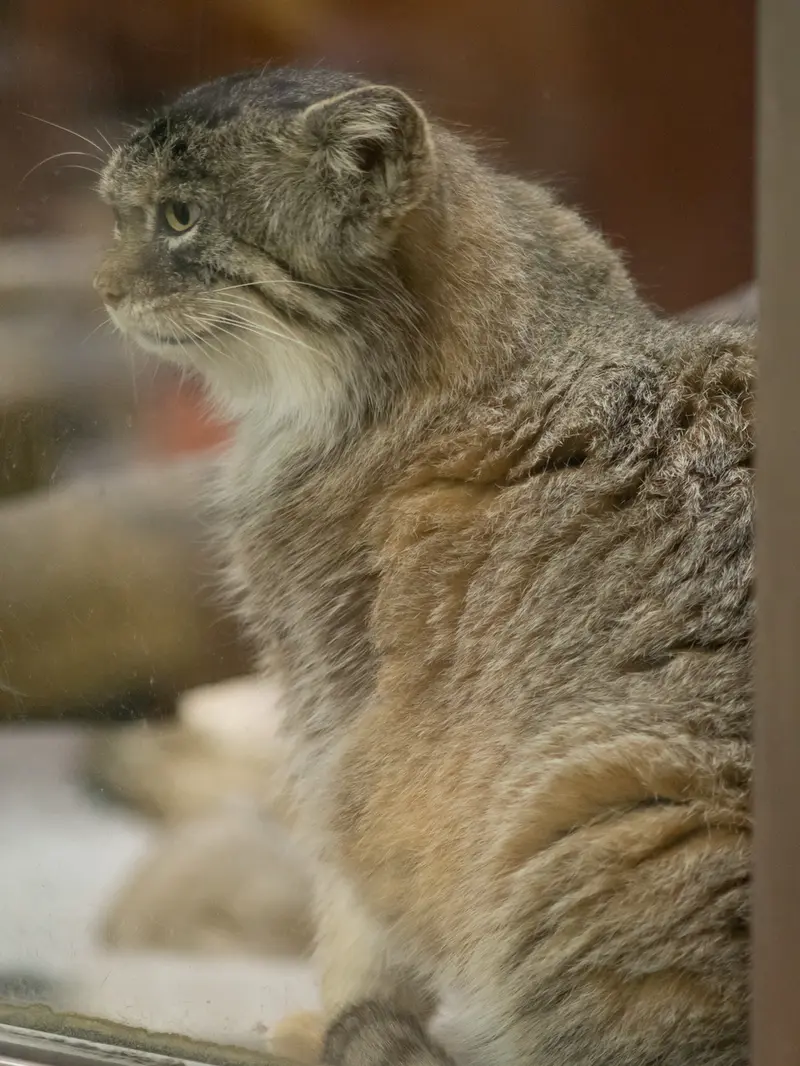 A photograph of Primula in Ueno Zoological Gardens