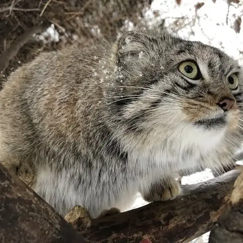A photograph of Bo in Cheyenne Mountain Zoo