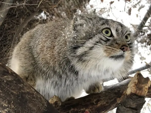 A photograph of Bo in Cheyenne Mountain Zoo