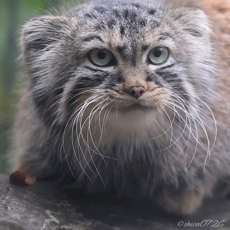 A photograph of Gabi in Novosibirsk Zoo