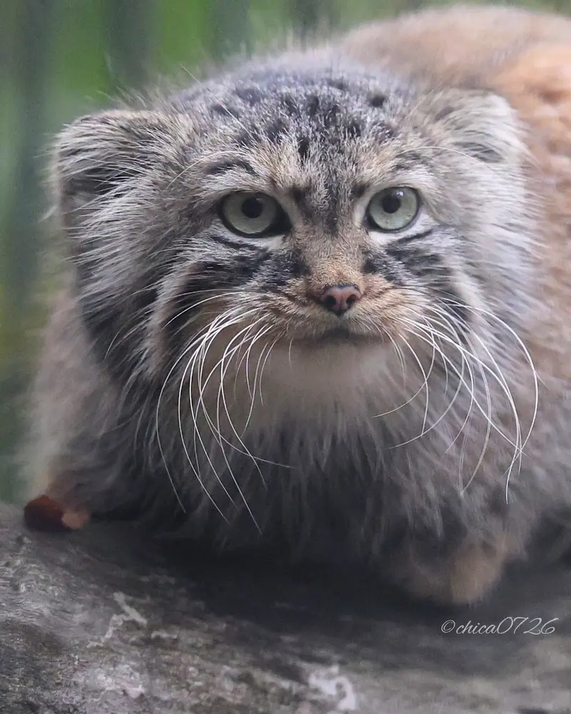 A photograph of Gabi in Novosibirsk Zoo