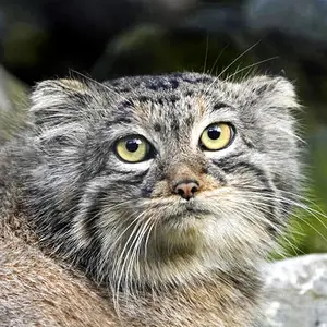 Charu the Pallas's cat from Tierpark Berlin