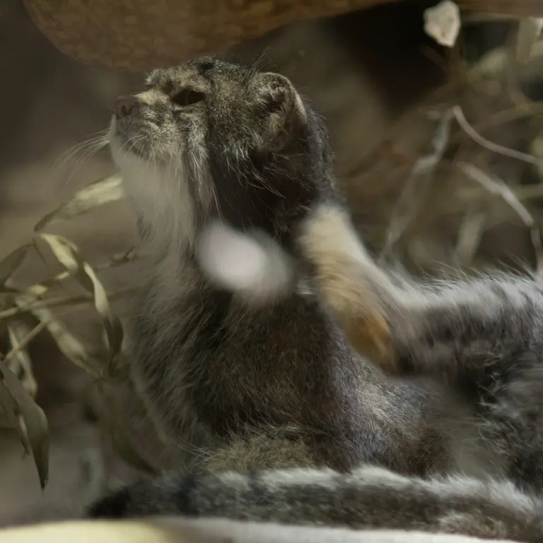 A photograph of Klyon in Ueno Zoological Gardens