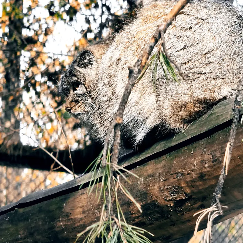 A photograph of Son of Adele b.2026 Ⅲ in Novosibirsk Zoo
