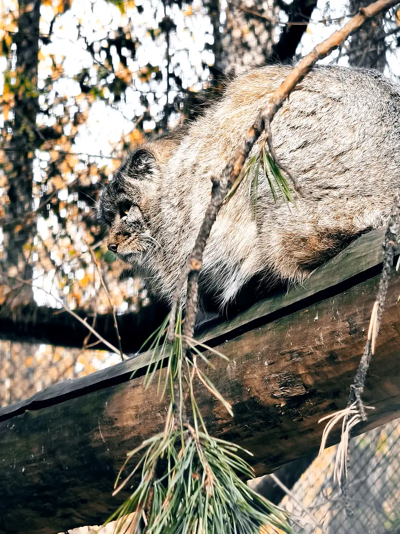 A photograph of Son of Adele b.2026 Ⅲ in Novosibirsk Zoo