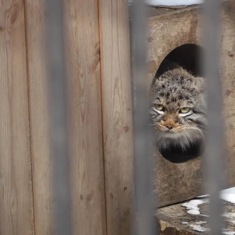 A photograph of a Pallas's cat in Novosibirsk Zoo