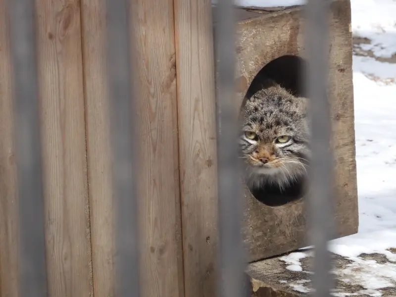 A photograph of a Pallas's cat in Novosibirsk Zoo