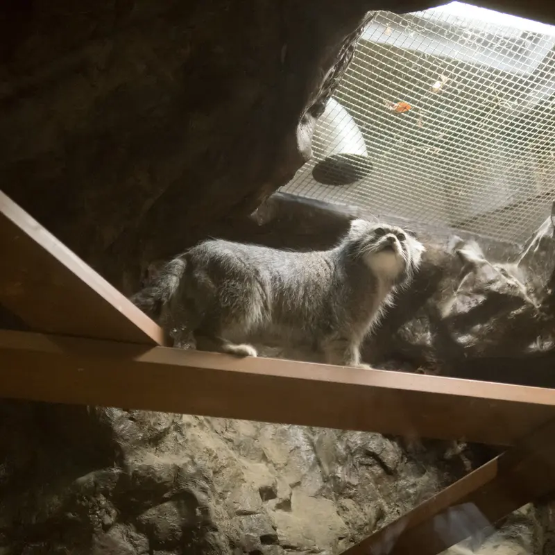 A photograph of Klyon in Ueno Zoological Gardens