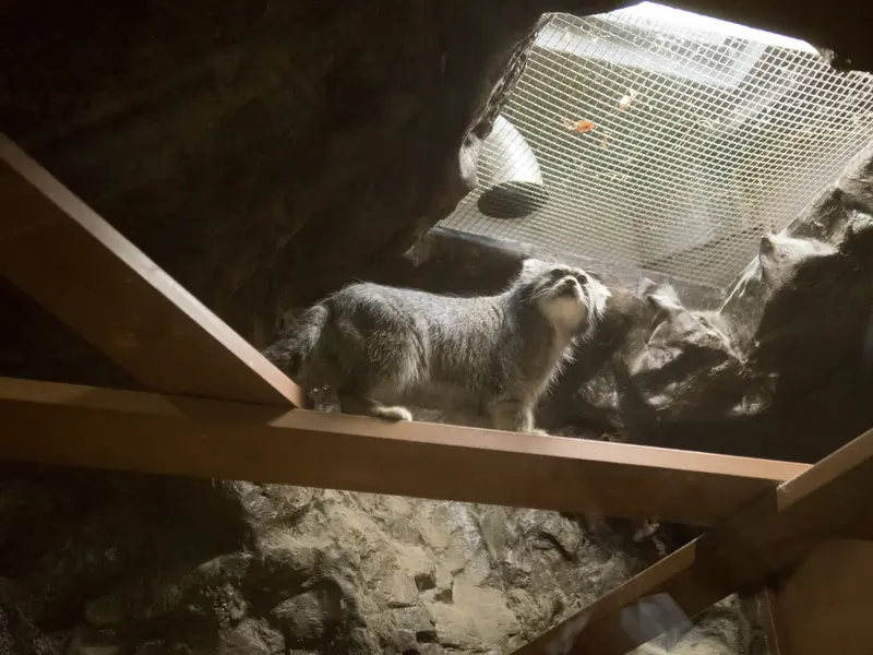 A photograph of Klyon in Ueno Zoological Gardens