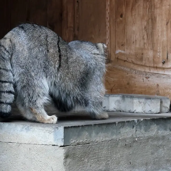 A photograph of a Pallas's cat in Moscow zoo