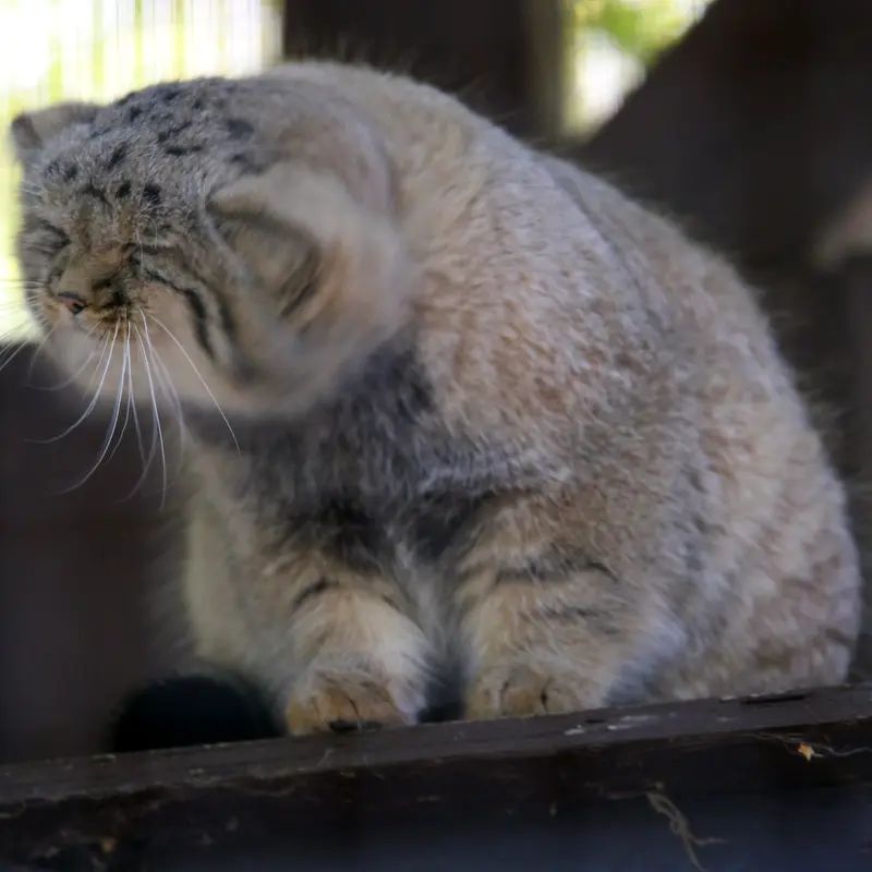 A photograph of Kitten of Alani b.2026 Ⅱ in Košice Zoo