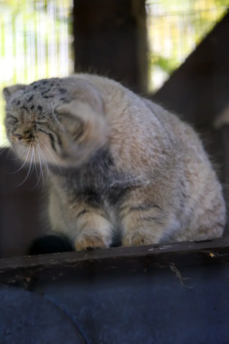A photograph of Kitten of Alani b.2026 Ⅱ in Košice Zoo