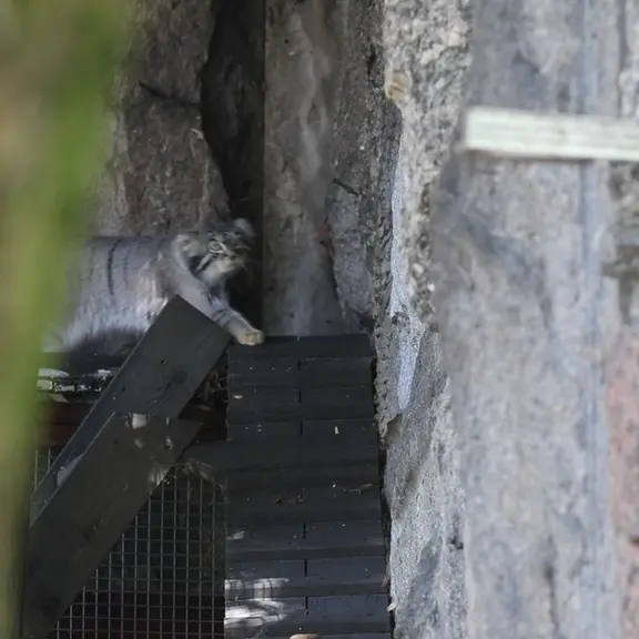 A photograph of a Pallas's cat in Moscow zoo