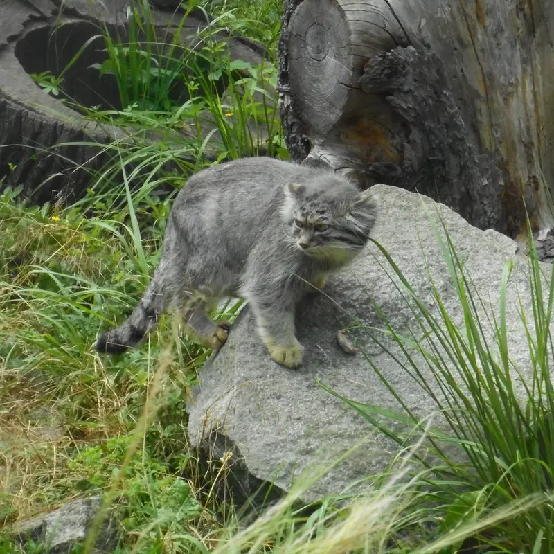 A photograph of a Pallas's cat