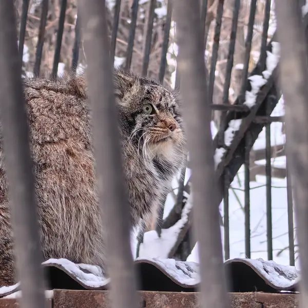 A photograph of Bandit in Novosibirsk Zoo