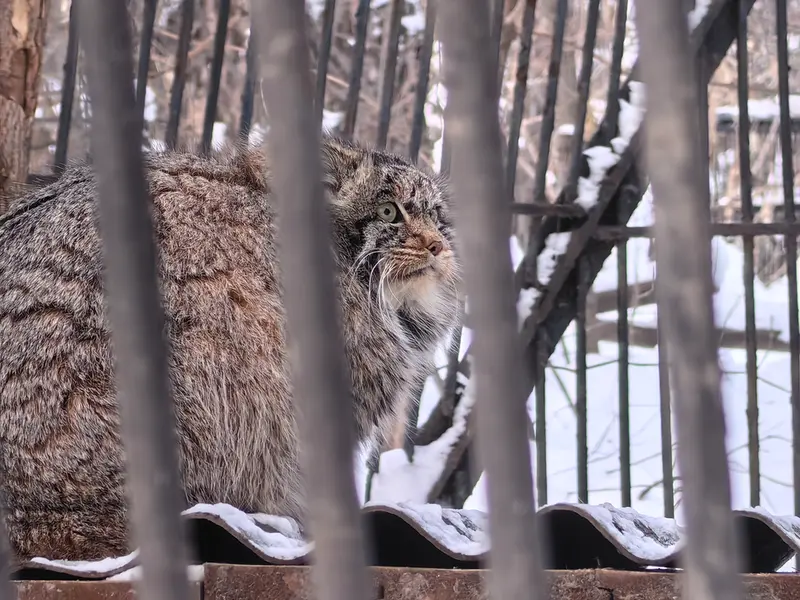 A photograph of Bandit in Novosibirsk Zoo