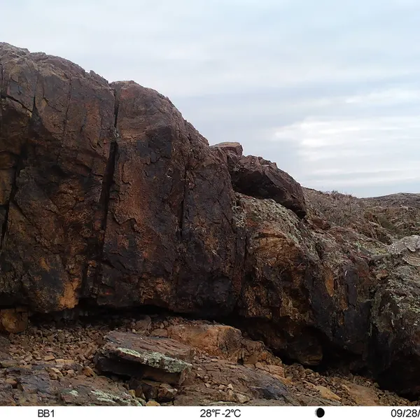 A photograph of Little Owl from Aktas-Kunkora camera trap
