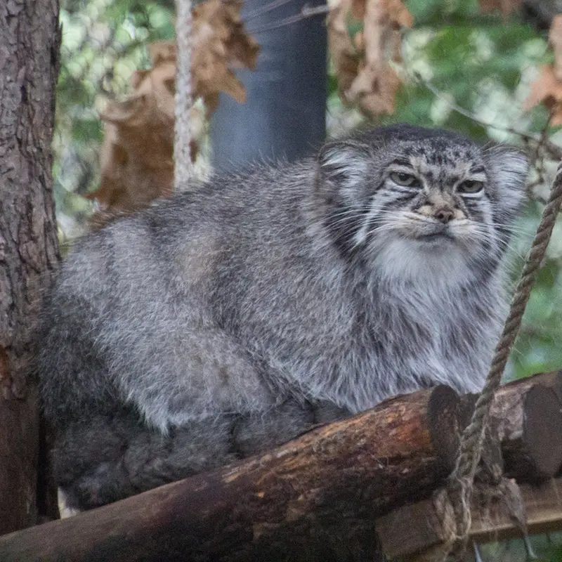 A photograph of Nadia in Cheyenne Mountain Zoo