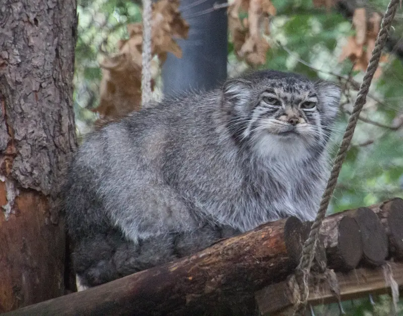 A photograph of Nadia in Cheyenne Mountain Zoo