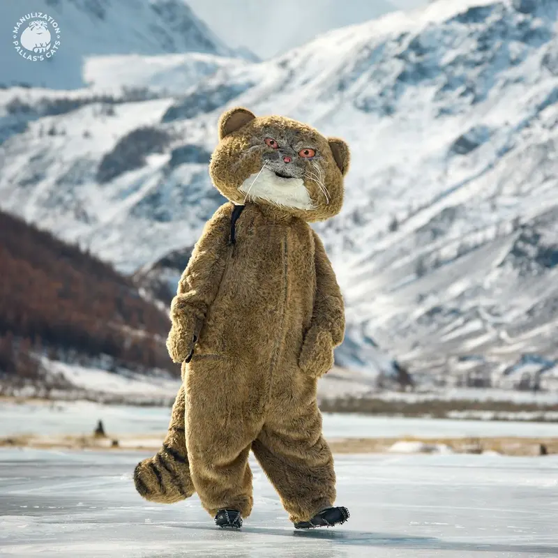 A photograph of a Pallas's cat