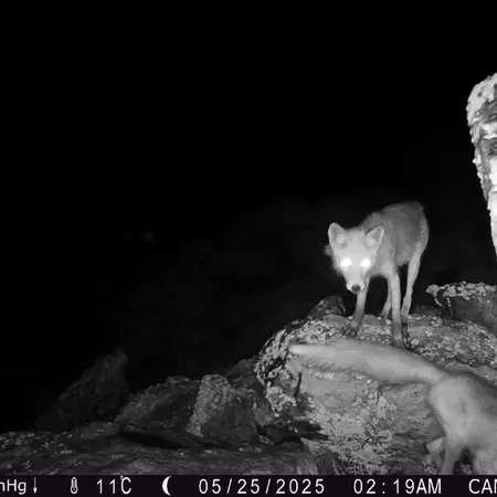 A photograph of Red fox from Zhundy 2 [new] camera trap