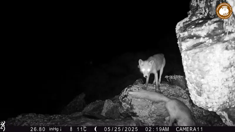 A photograph of Red fox from Zhundy 2 [new] camera trap