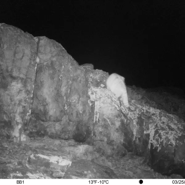 A photograph of Otocolobus manul manul from Aktas-Kunkora [new] camera trap