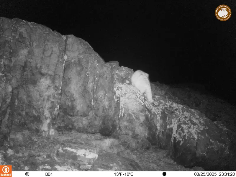 A photograph of Otocolobus manul manul from Aktas-Kunkora camera trap