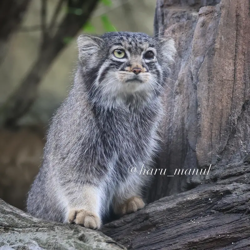A photograph of Abrikos in Nasu Animal Kingdom