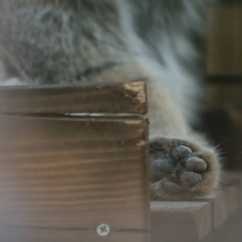 A photograph of Figa in Nogeyama Zoo