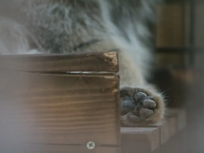 A photograph of Figa in Nogeyama Zoo