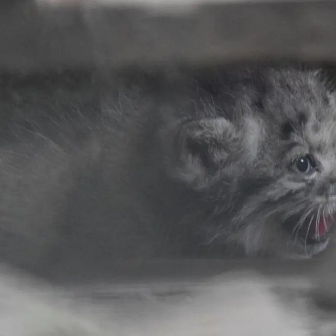 A photograph of Kitten of Lucy b. 2026 Ⅰ in Budapest Zoo & Botanical Garden