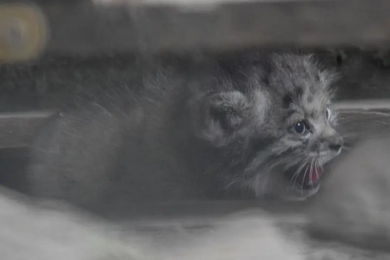 A photograph of Kitten of Lucy b. 2026 Ⅰ in Budapest Zoo & Botanical Garden