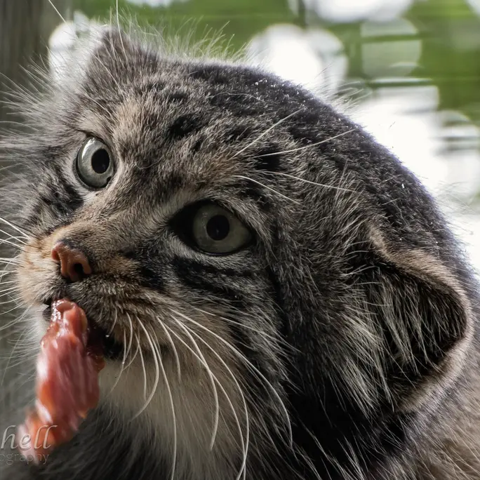 A photograph of Jethro in The Big Cat Sanctuary
